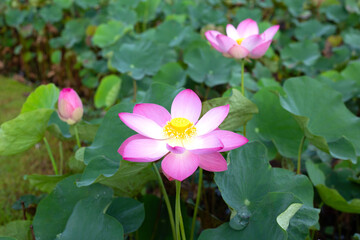 Fototapeta premium Beautiful blooming pink lotus flower with green leaves