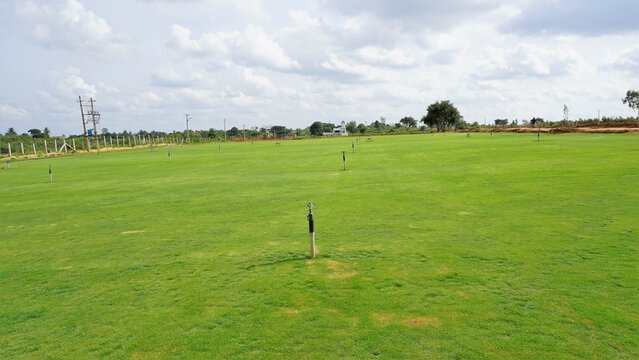 Fully grown lawn ready for cultivation. Cultivation outskirts of Bangalore.