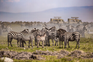 Obraz na płótnie Canvas Zebras im großen Rudel