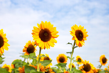 Fototapeta premium Sunflower field, Beautiful summer landscape.