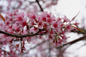 pink sakura blossom,beautiful pink flowers or king tiger tree. 