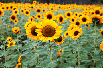 Fototapeta premium Sunflower field, Beautiful summer landscape.