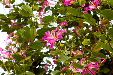 Bauhinia purpurea tree with pink flower