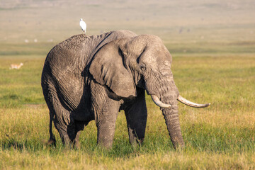Fototapeta na wymiar Elefant im Ngorongoro-Krater 