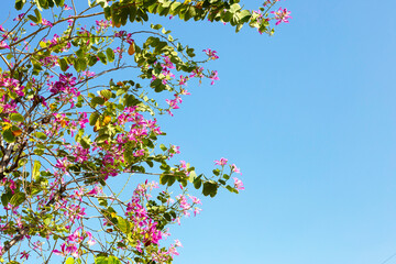 Bauhinia purpurea tree with pink flower