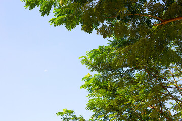 Obraz premium Rain tree leaves. Samanca Saman (Jacq) Merr.