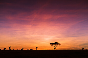 Fototapeta na wymiar Sonnenaufgang Serengeti