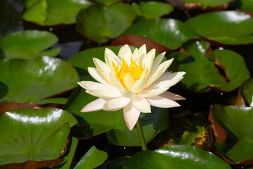 Beautiful blooming Nymphaea lotus flower with leaves, Water lily pot