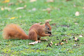 squirrel sit on the ground and eat a nut
