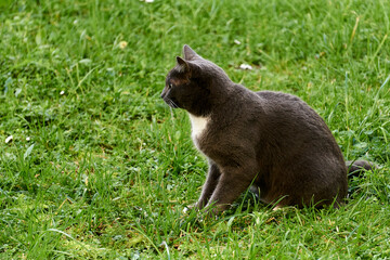 Chat assis dans l'herbe .