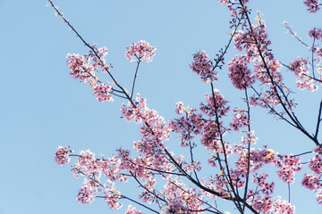 sakura japan in laos pdr at phonesavanh district, Xiengkhouang province