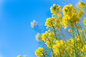 菜の花と青空
