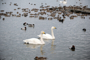Whooper swans in the lake, Hyoko, Niigata, Japan