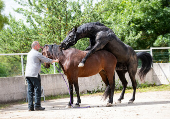 mating horse in nature