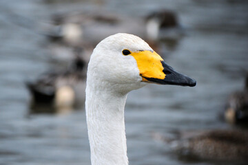 Obraz premium Whooper swans in the lake, Hyoko, Niigata, Japan