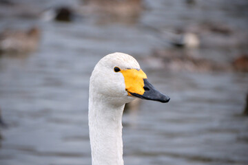 Whooper swans in the lake, Hyoko, Niigata, Japan