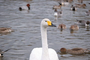 Whooper swans in the lake, Hyoko, Niigata, Japan