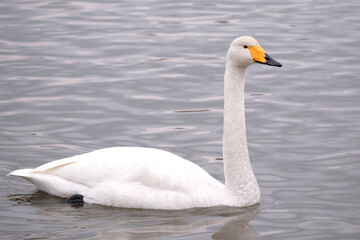 Whooper swans in the lake, Hyoko, Niigata, Japan