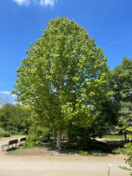 Tulip tree, Liriodendron tulipifera
