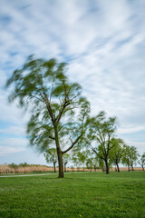 Long Exposure image of the crown of a tree.