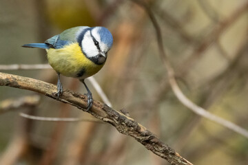 Fototapeta premium Blaumeise&nbsp;(Cyanistes caeruleu)