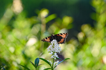 Little tortoiseshell butterfly on plant in nature