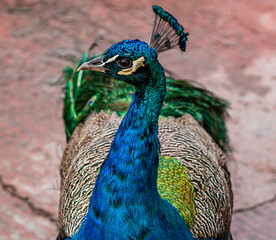 Obraz premium Peacock