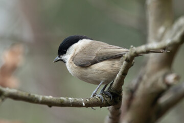 Sumpfmeise oder Nonnenmeise (Poecile palustris)