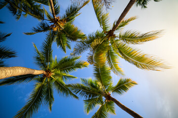 Fototapeta na wymiar Ein Blick auf die Welt durch Palmenblätter: Die Schönheit und Bedeutung von Palmen