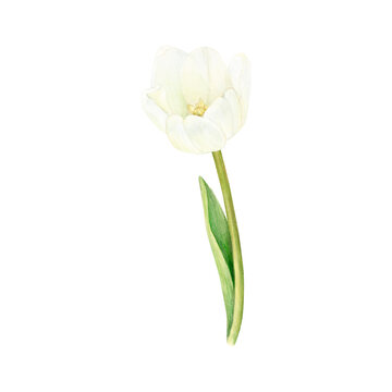 White tulip bud in watercolor. A hand-drawn botanical illustration