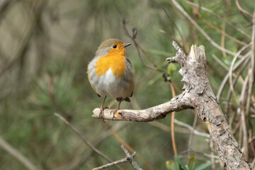 Rotkehlchen&nbsp;(Erithacus rubecula)