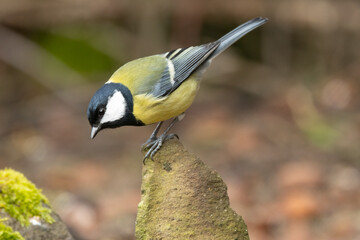 Naklejka premium Kohlmeise (Parus major) 
