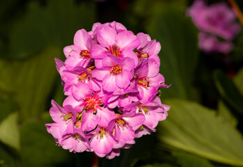 pink flowers