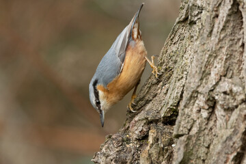 Kleiber (Sitta europaea)