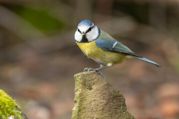 Blaumeise (Cyanistes caeruleu)