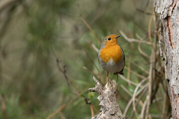 Rotkehlchen (Erithacus rubecula)