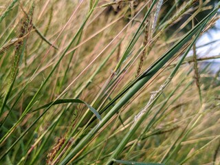 Grass weeds in the park 