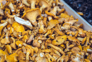 Delicious mushrooms at the market (Cantharellus cibarius)