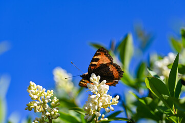 Little tortoiseshell butterfly on plant in nature with blue sky