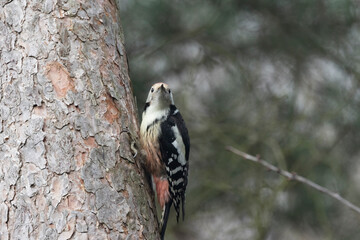Mittelspecht (Leiopicus medius)