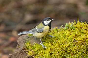 Kohlmeise (Parus major) 