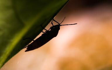 the bug on a leaf