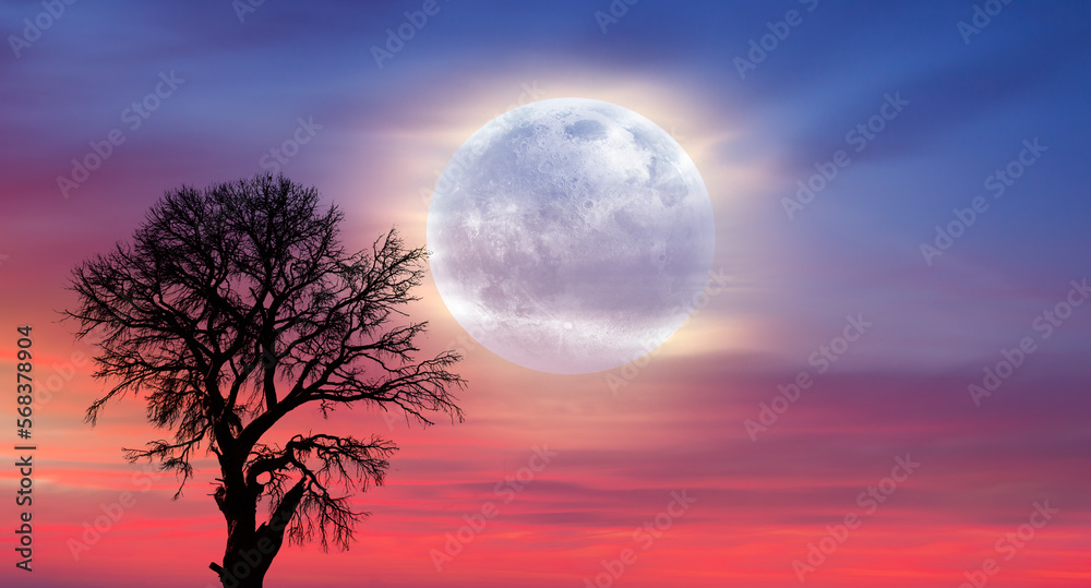 Poster Lone dead tree with super full blue Moon, amazing clouds in the background 
