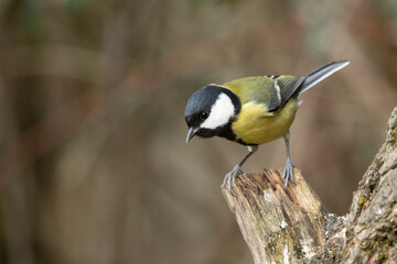 Obraz premium Kohlmeise (Parus major)