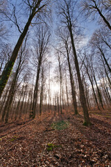 Winter in forest in deciduous beech forest, Germany, foliage on the floor, empty trees, against sun