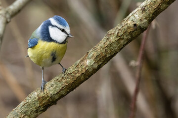 Blaumeise (Cyanistes caeruleu)