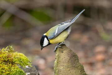 Kohlmeise (Parus major)