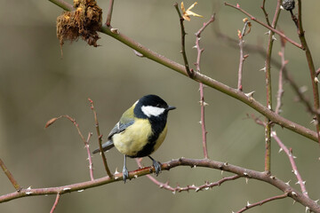 Kohlmeise (Parus major)