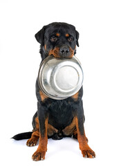 rottweiler in studio