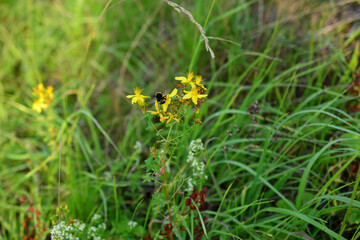St. John's wort with yellow flowers in green grass and flying honey bee isolated, close-up